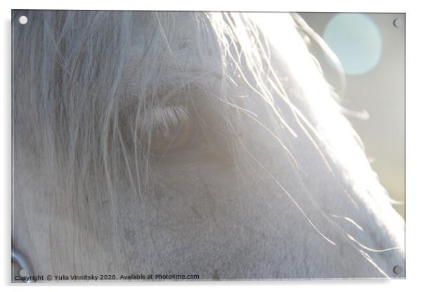 A portrait of a horse Acrylic by Yulia Vinnitsky