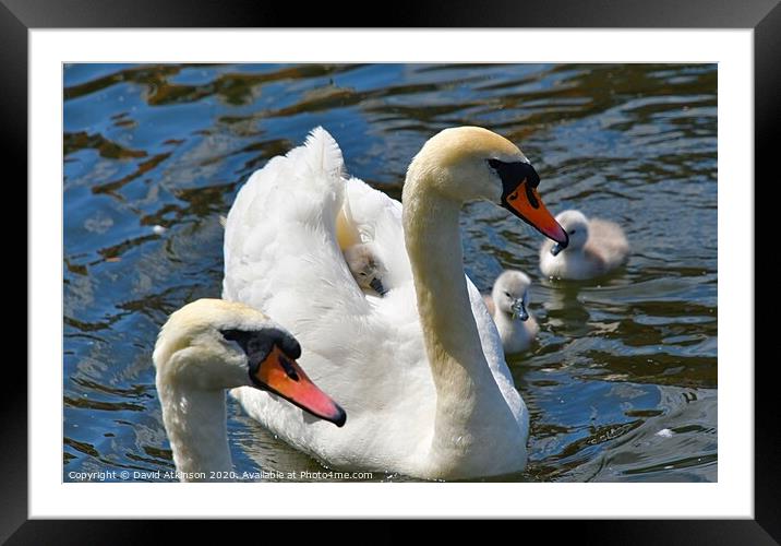 Swan family Framed Mounted Print by David Atkinson