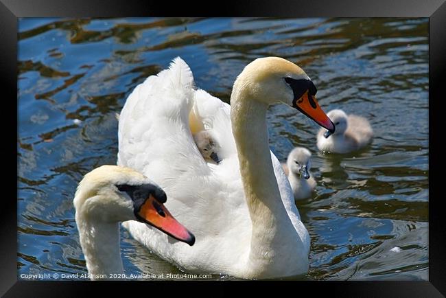 Swan family Framed Print by David Atkinson