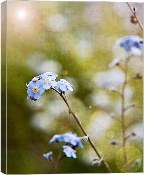 Forget-me-not Canvas Print by Joanne Wilde