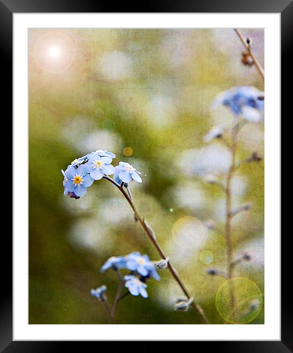 Forget-me-not Framed Mounted Print by Joanne Wilde
