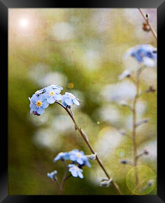 Forget-me-not Framed Print by Joanne Wilde