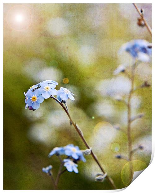 Forget-me-not Print by Joanne Wilde