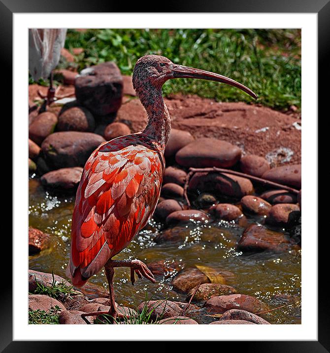 Scarlet Ibis Framed Mounted Print by Richie Fairlamb