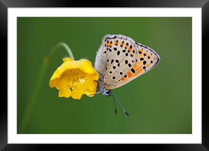Sooty Copper - Lycaena tityrus Framed Mounted Print by Arterra 