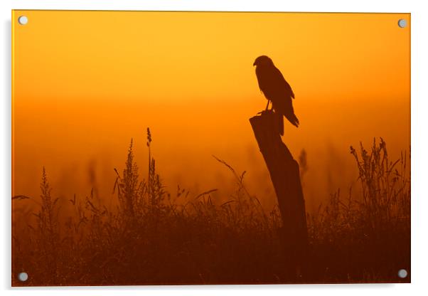 Western Marsh Harrier at Sunset Acrylic by Arterra 