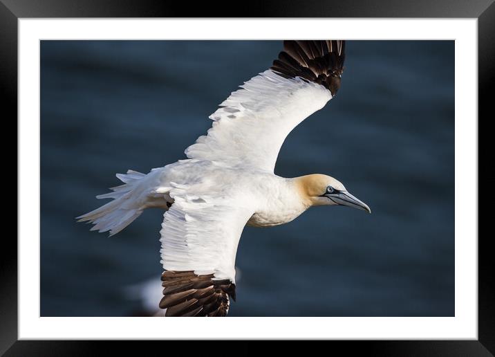Northern gannet up close Framed Mounted Print by Jason Wells