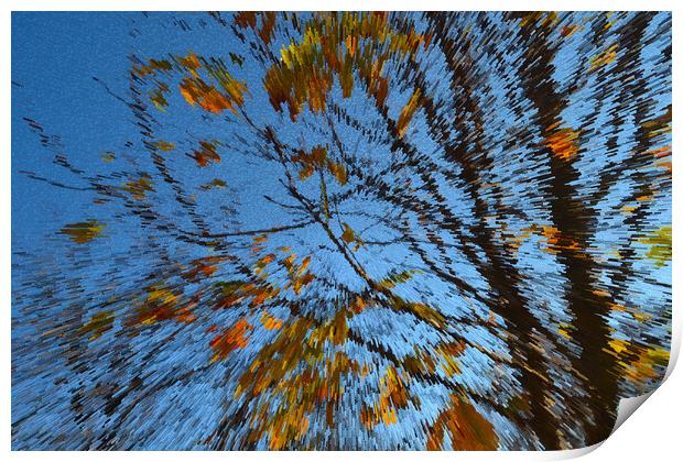 Late autumn with colorful leaves Print by liviu iordache