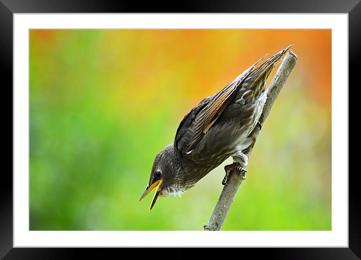 Oi Mum!!! hurry up!! Framed Mounted Print by Darrin Collett