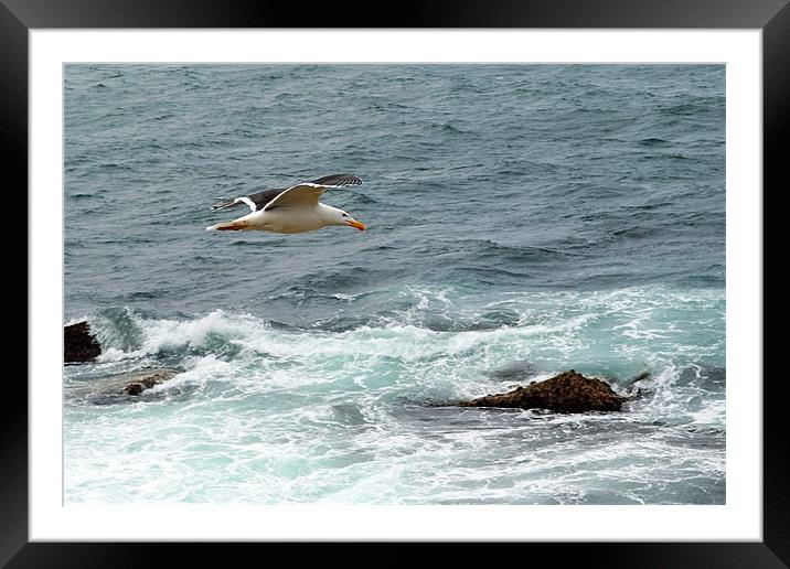 Fly by Framed Mounted Print by Darrin Collett