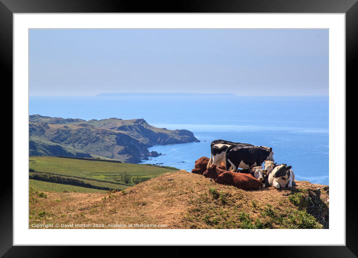 Cows on South West Coastal Path near Lee Framed Mounted Print by David Morton