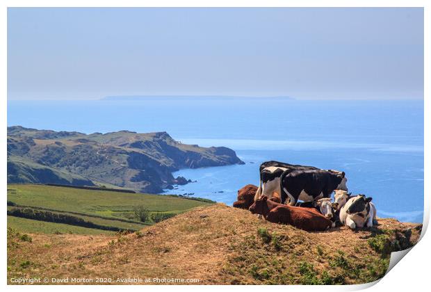 Cows on South West Coastal Path near Lee Print by David Morton