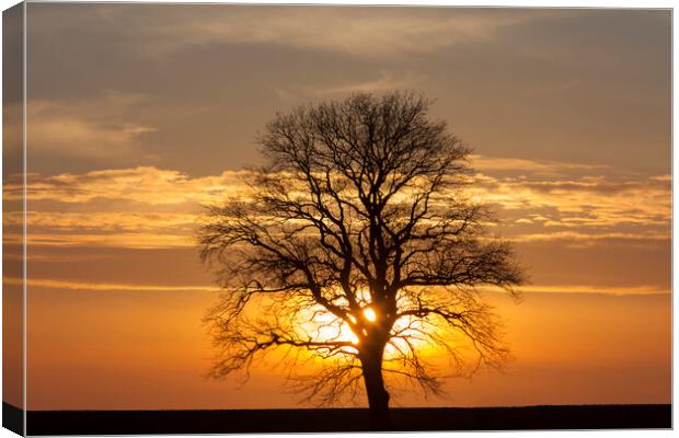 English Oak Tree at Sunset in Winter Canvas Print by Arterra 
