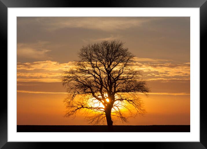 English Oak Tree at Sunset in Winter Framed Mounted Print by Arterra 