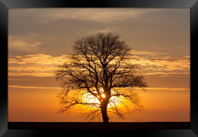 English Oak Tree at Sunset in Winter Framed Print by Arterra 