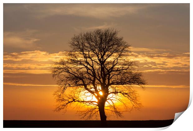 English Oak Tree at Sunset in Winter Print by Arterra 