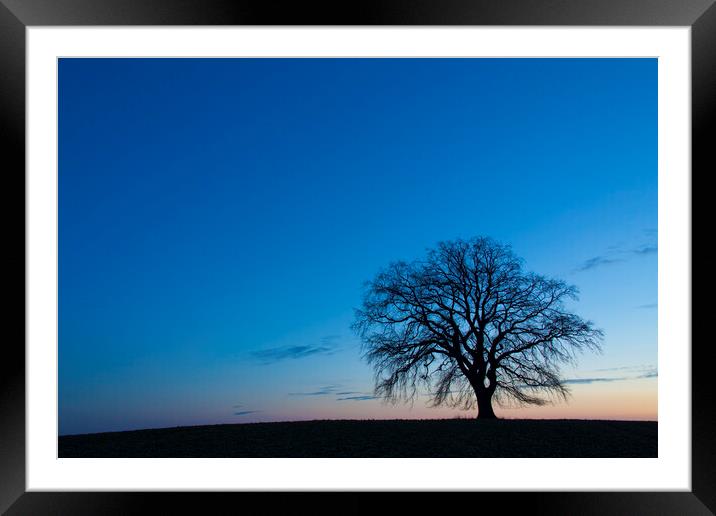 Lonely English Oak Tree in Winter Framed Mounted Print by Arterra 