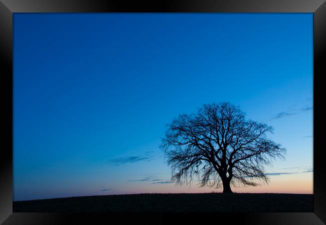 Lonely English Oak Tree in Winter Framed Print by Arterra 