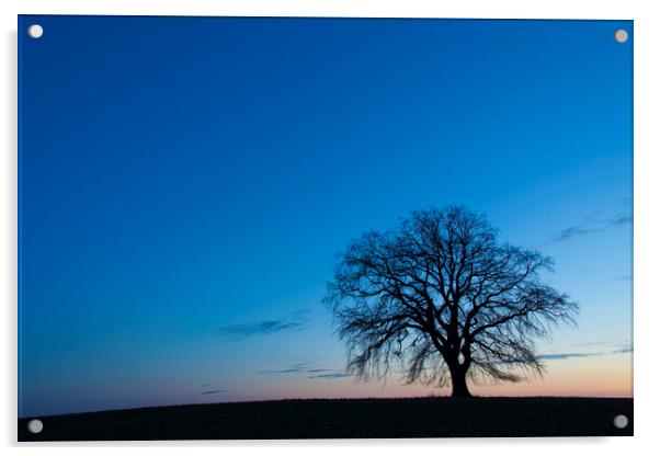 Lonely English Oak Tree in Winter Acrylic by Arterra 