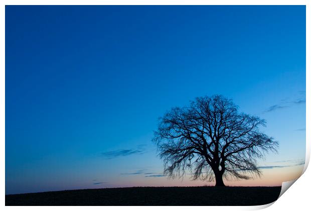 Lonely English Oak Tree in Winter Print by Arterra 