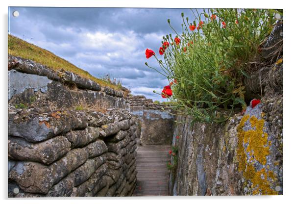 Poppies in World War One Trench in Flanders, Belgi Acrylic by Arterra 