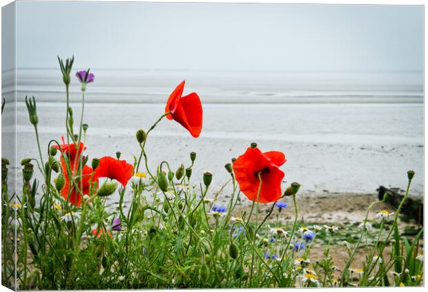 Poppies grow alongside the coast path at 'The Garrison', Shoeburyness, `Essex, UK. Canvas Print by Peter Bolton