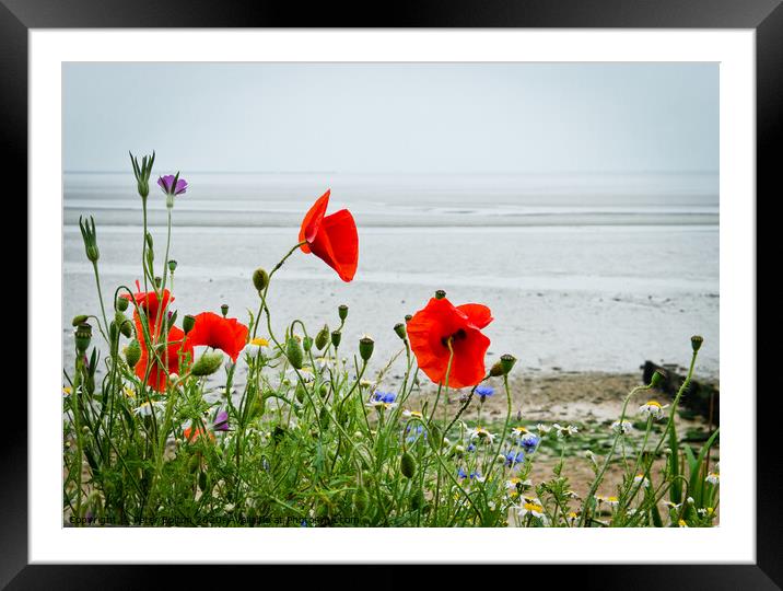 Poppies grow alongside the coast path at 'The Garrison', Shoeburyness, `Essex, UK. Framed Mounted Print by Peter Bolton