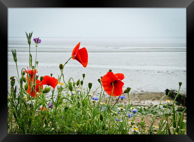 Poppies grow alongside the coast path at 'The Garrison', Shoeburyness, `Essex, UK. Framed Print by Peter Bolton