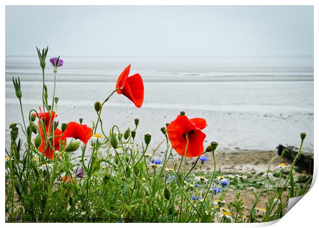 Poppies grow alongside the coast path at 'The Garrison', Shoeburyness, `Essex, UK. Print by Peter Bolton