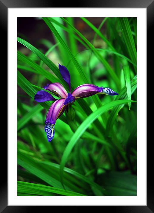 Bluey Purple Iris Framed Mounted Print by JEAN FITZHUGH