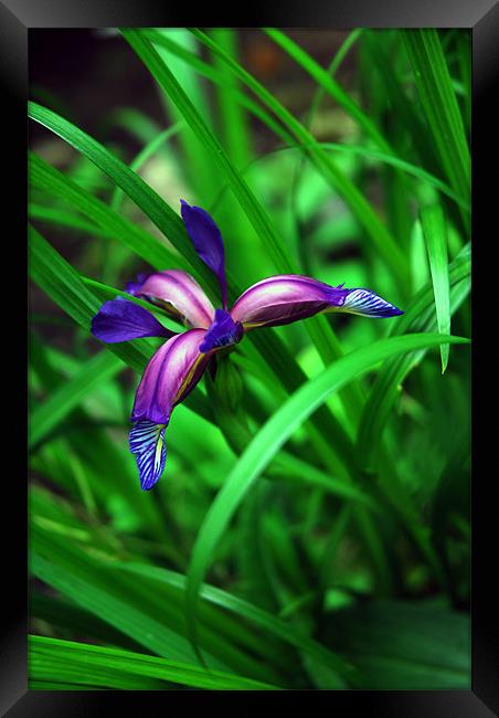 Bluey Purple Iris Framed Print by JEAN FITZHUGH