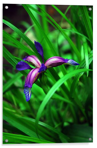 Bluey Purple Iris Acrylic by JEAN FITZHUGH