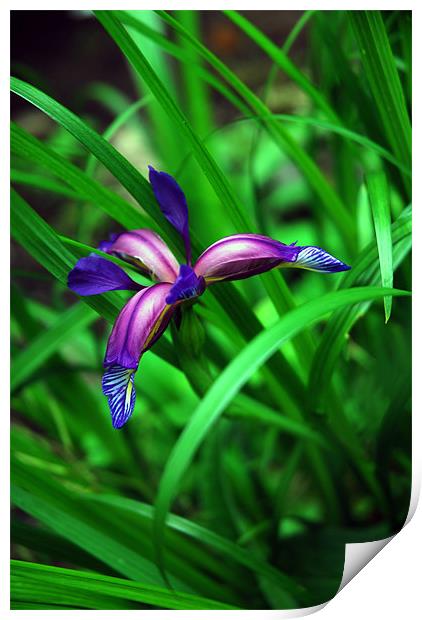 Bluey Purple Iris Print by JEAN FITZHUGH