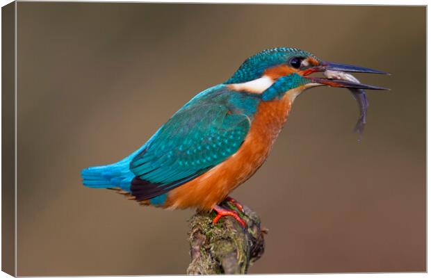 Common Kingfisher with Fish Canvas Print by Arterra 