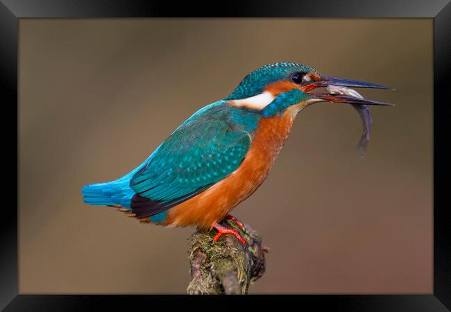 Common Kingfisher with Fish Framed Print by Arterra 