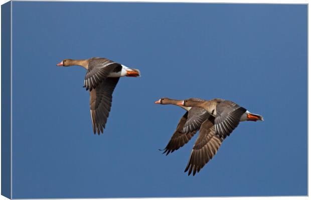 Three Greater White-Fronted Geese in Flight Canvas Print by Arterra 