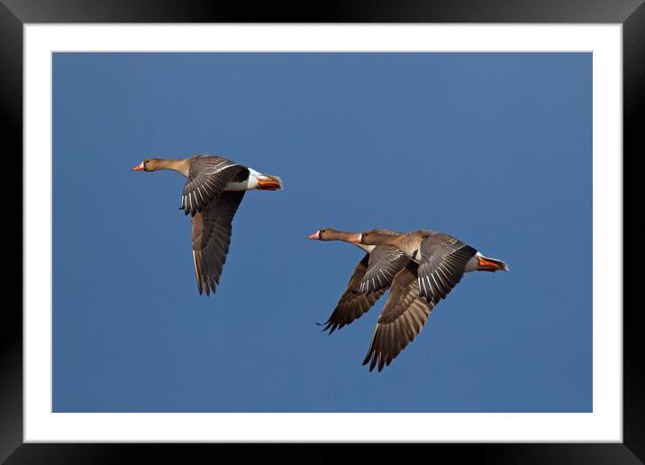 Three Greater White-Fronted Geese in Flight Framed Mounted Print by Arterra 