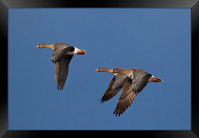 Three Greater White-Fronted Geese in Flight Framed Print by Arterra 