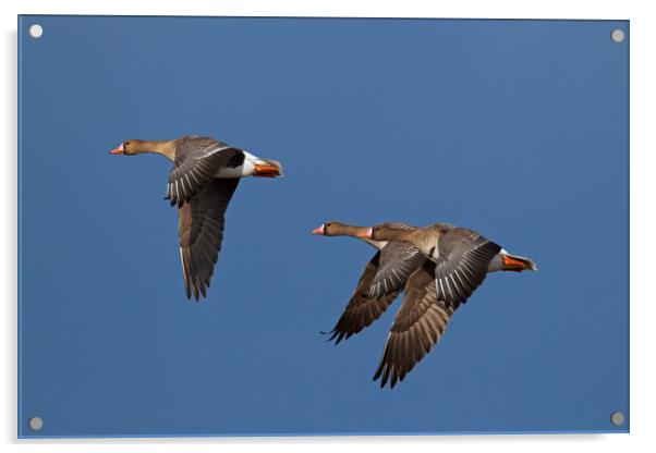 Three Greater White-Fronted Geese in Flight Acrylic by Arterra 