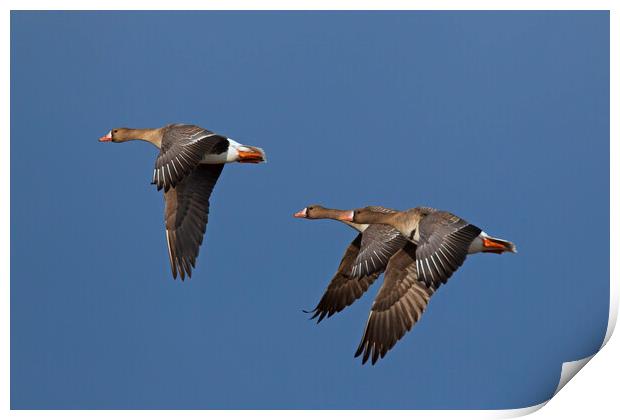 Three Greater White-Fronted Geese in Flight Print by Arterra 