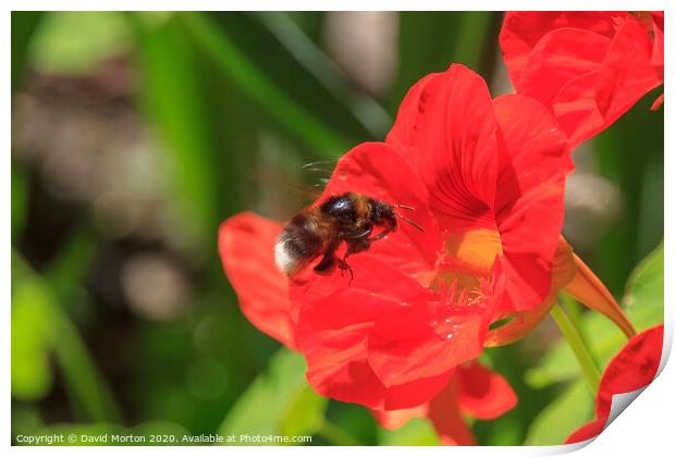 Bee Pollinating a Poppy Print by David Morton