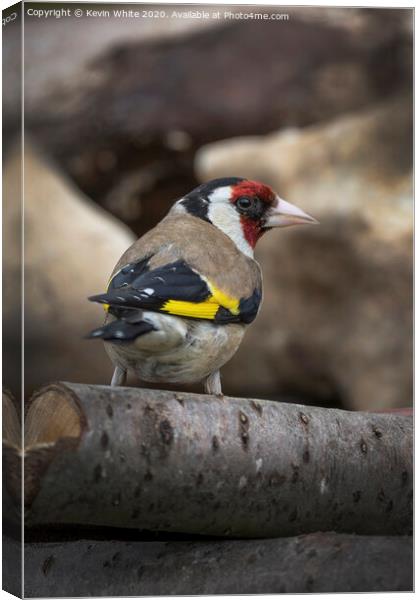 Goldfinch in the garden Canvas Print by Kevin White