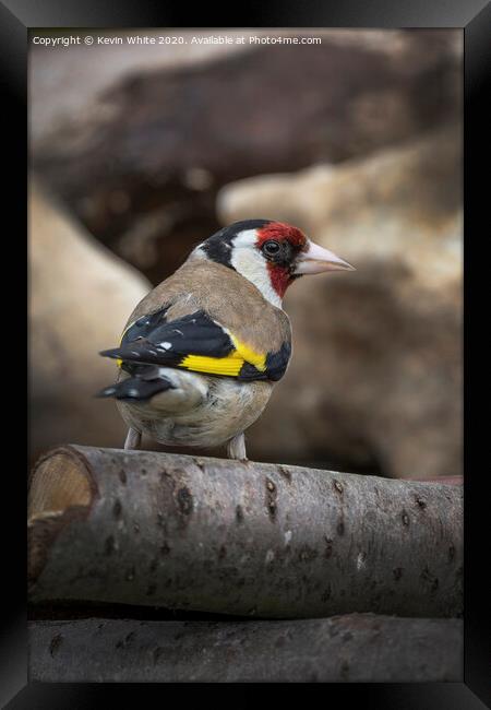 Goldfinch in the garden Framed Print by Kevin White