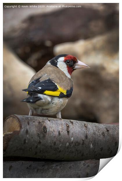 Goldfinch in the garden Print by Kevin White