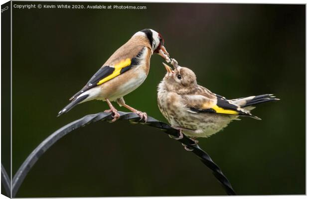 Goldfinch feeding chick Canvas Print by Kevin White