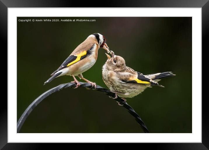 Goldfinch feeding chick Framed Mounted Print by Kevin White