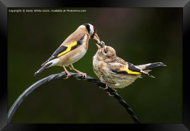 Goldfinch feeding chick Framed Print by Kevin White