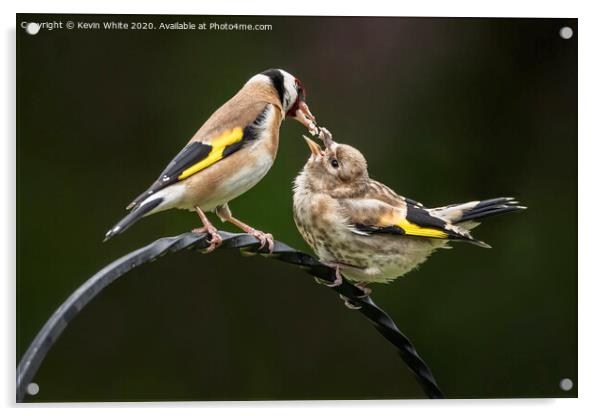 Goldfinch feeding chick Acrylic by Kevin White