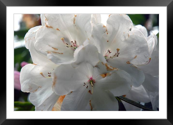 White Rhododendron Framed Mounted Print by JEAN FITZHUGH