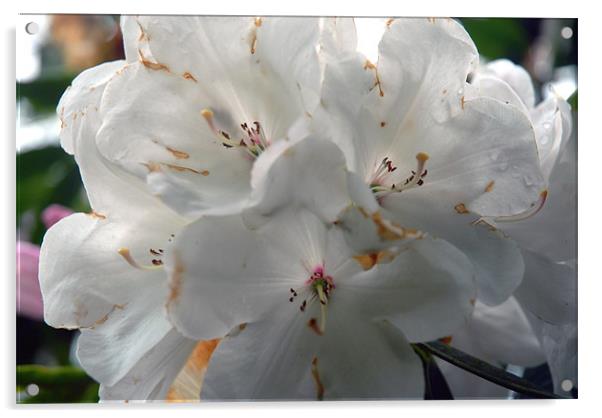 White Rhododendron Acrylic by JEAN FITZHUGH